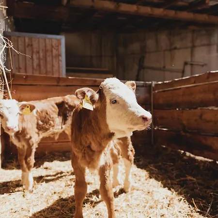 Feldinggut Farm stay